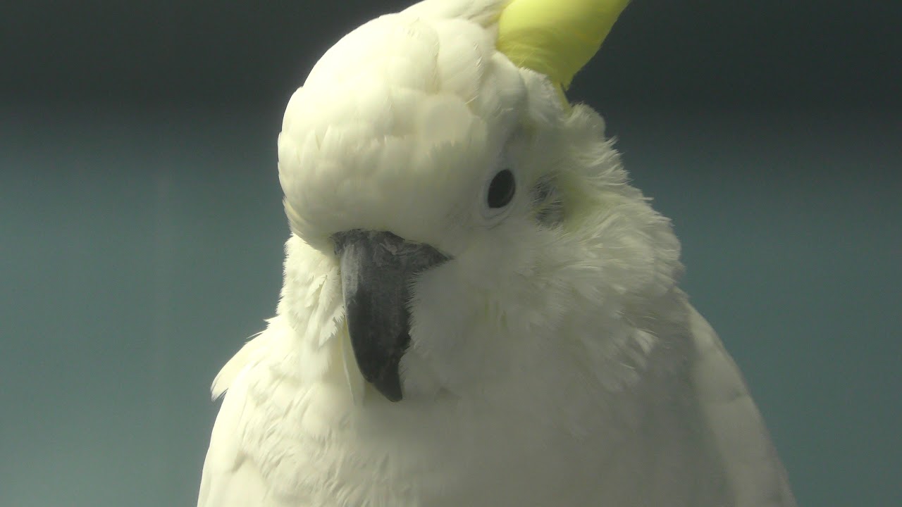 コバタン