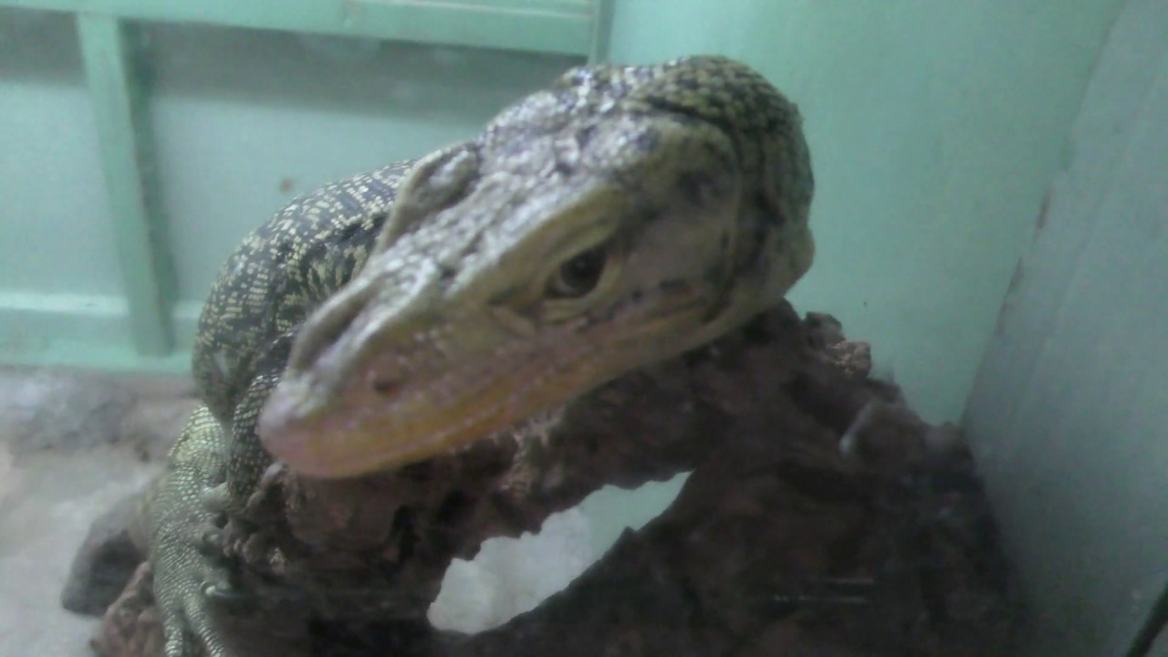 コガネオオトカゲ