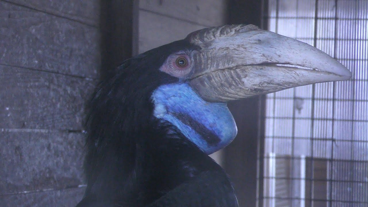 シワコブサイチョウ