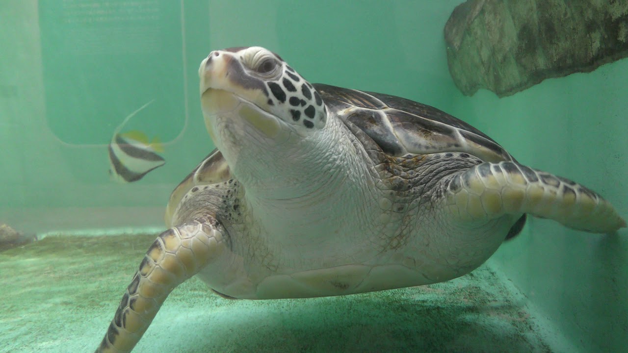アオウミガメ