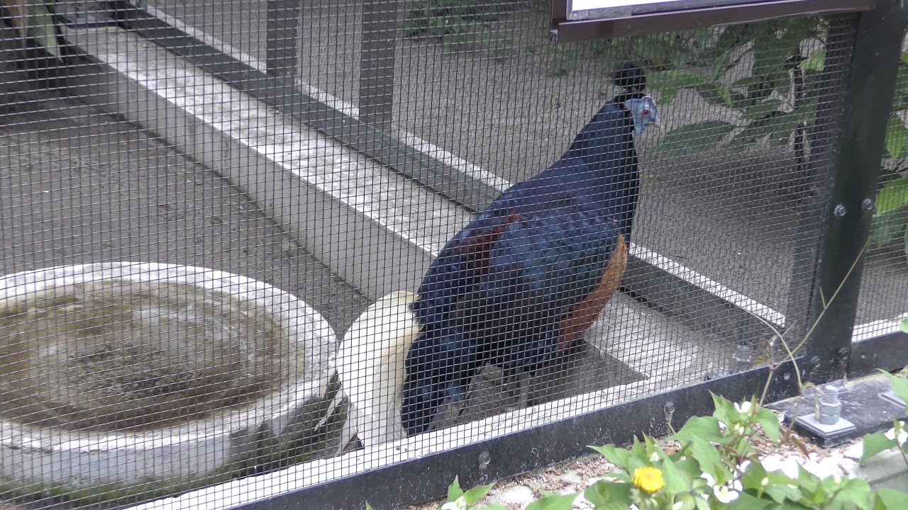 コシアカキジ