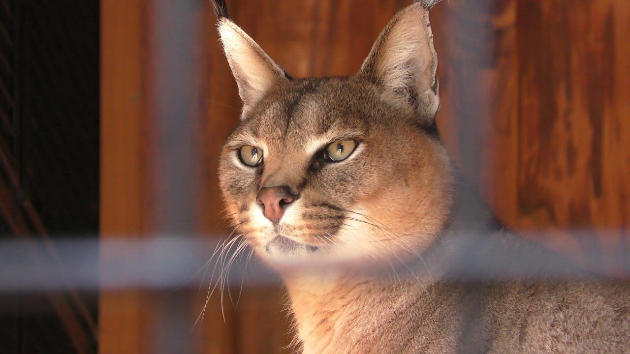 Caracal