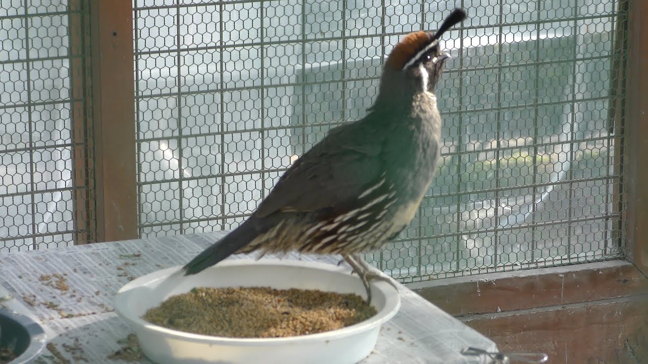 カンムリウズラ