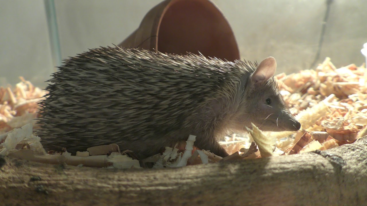 ヒメハリテンレック