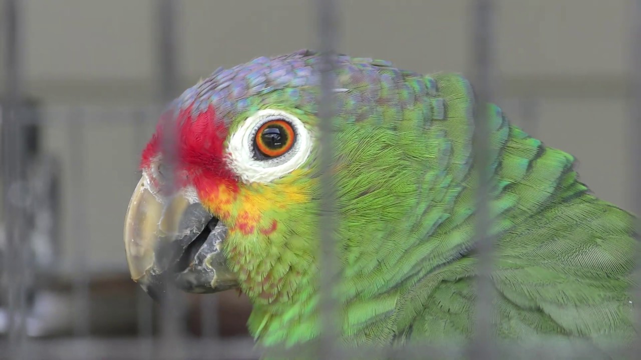 キホオボウシインコ