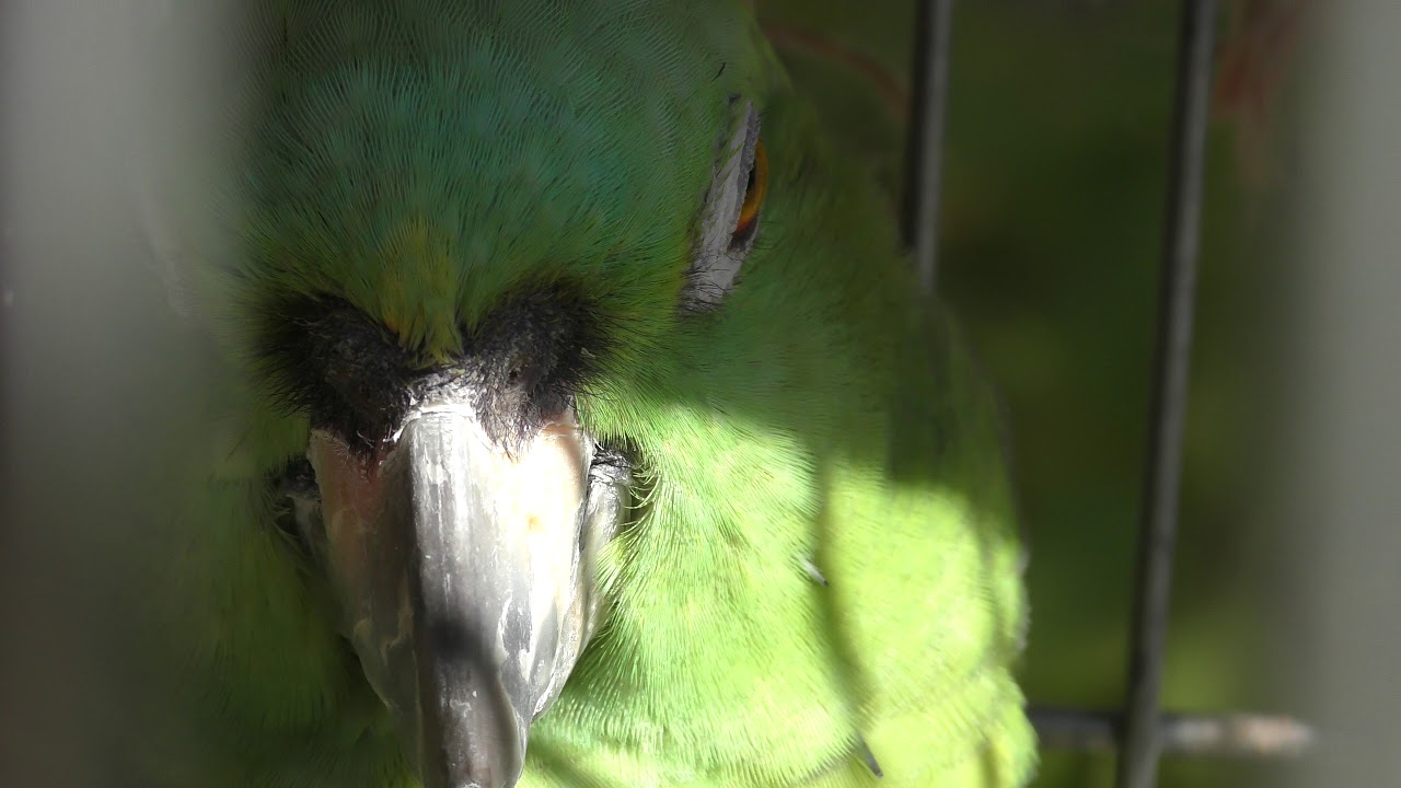 キエリボウシインコ
