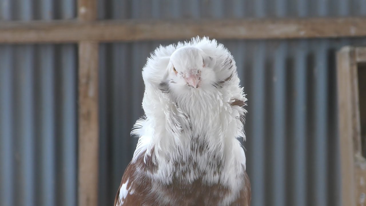 ジャコビン