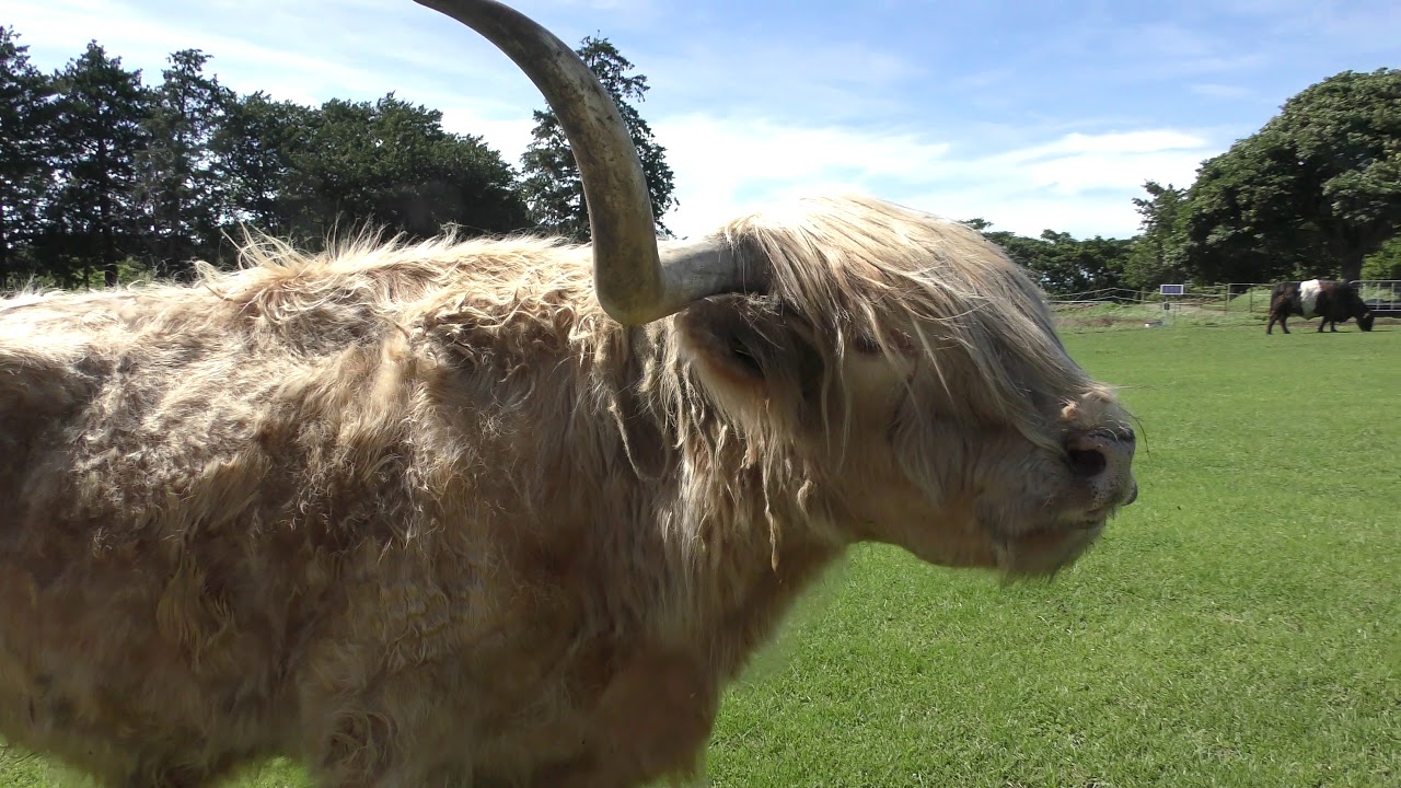 Highland cattle