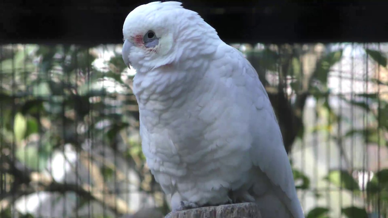 Little corella