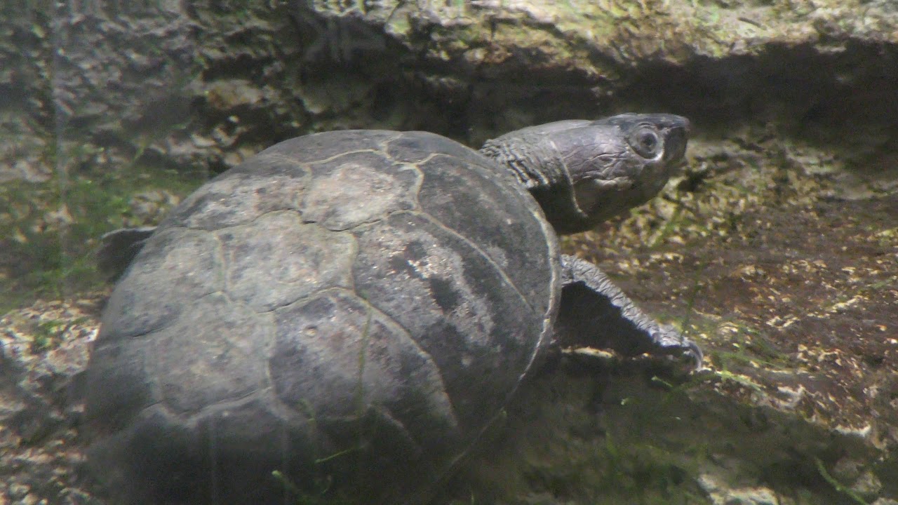 トウブドロガメ