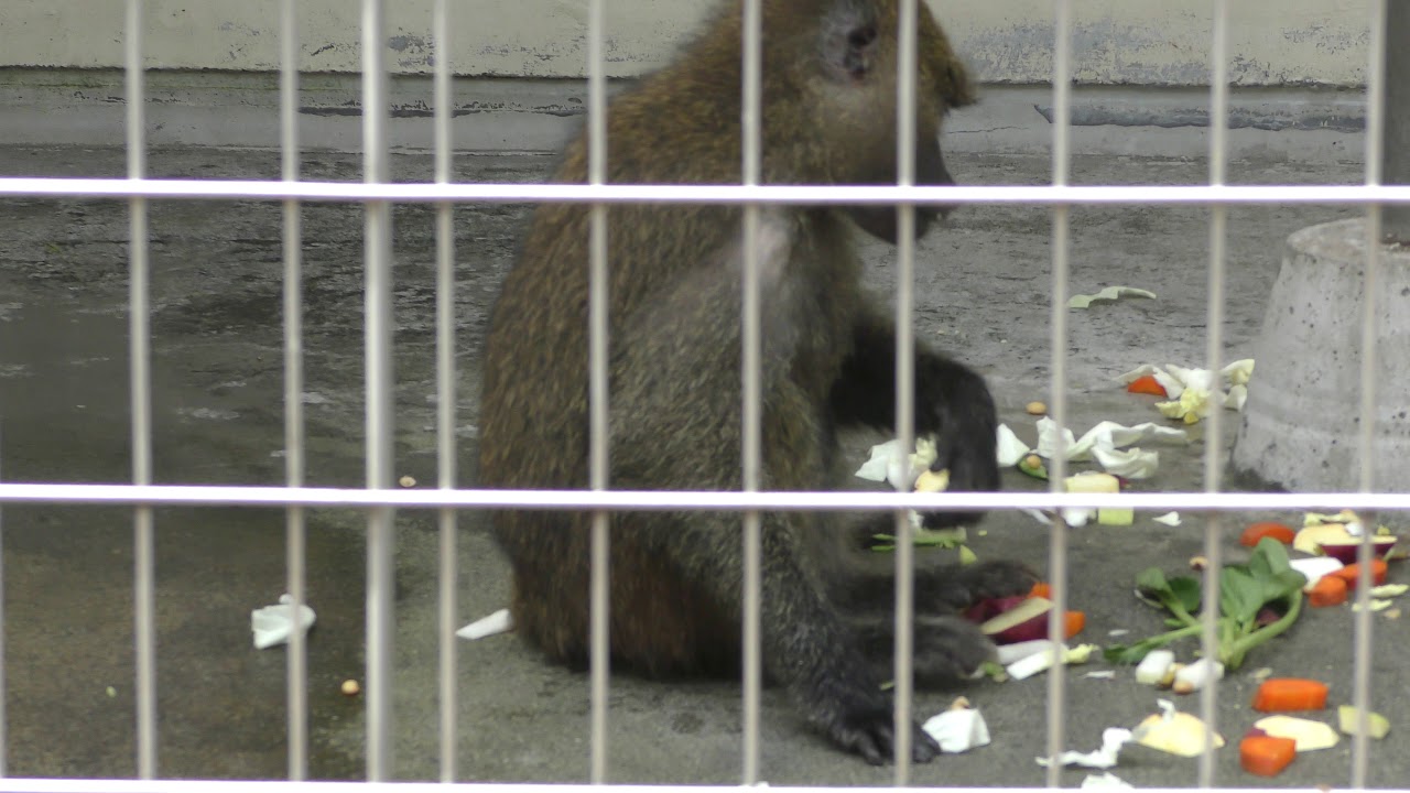 Yellow baboon