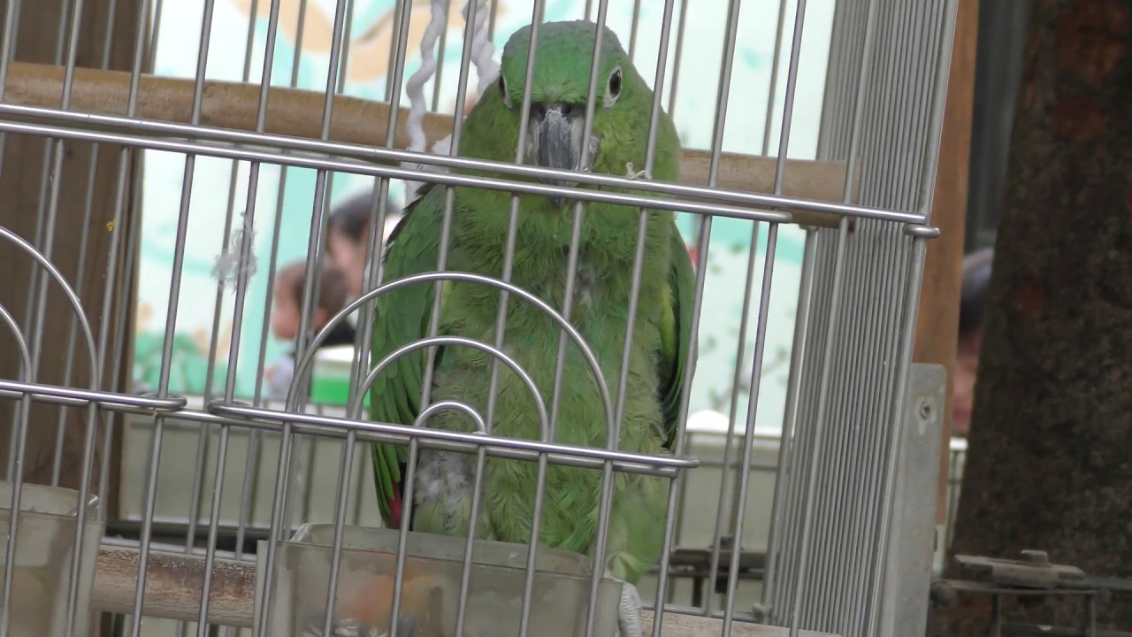 ムジボウシインコ