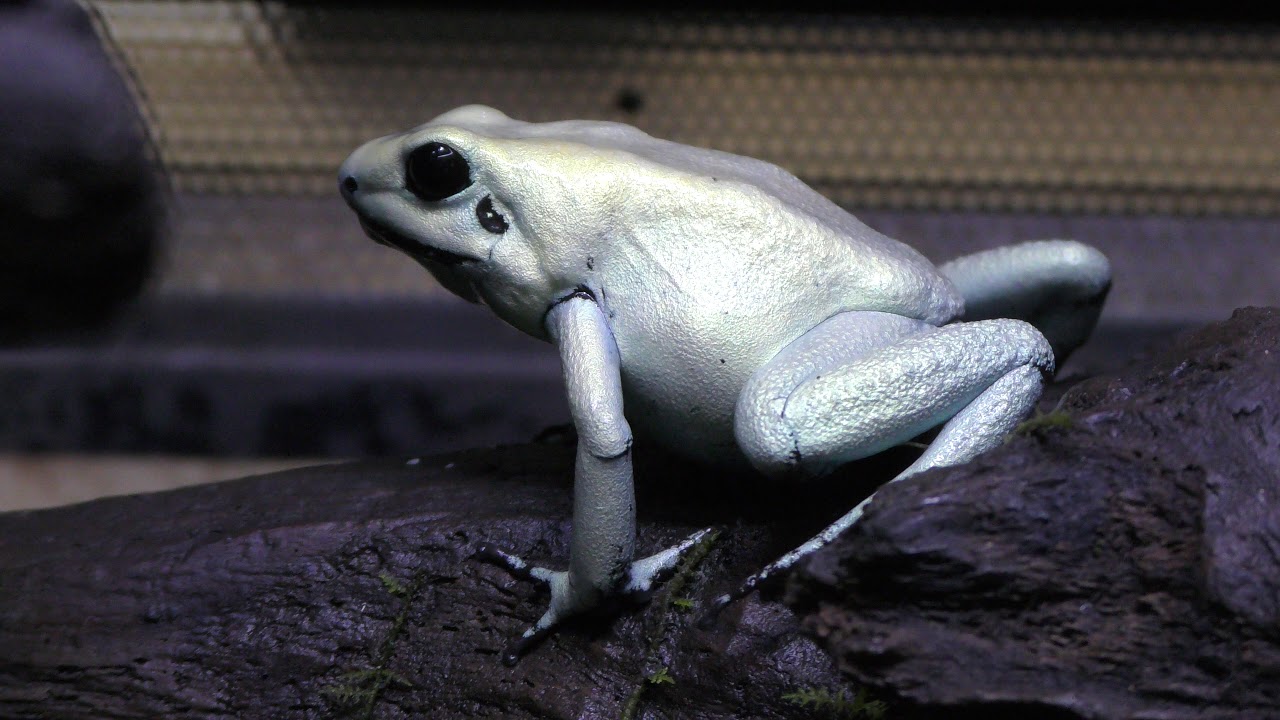 モウドクフキヤガエル