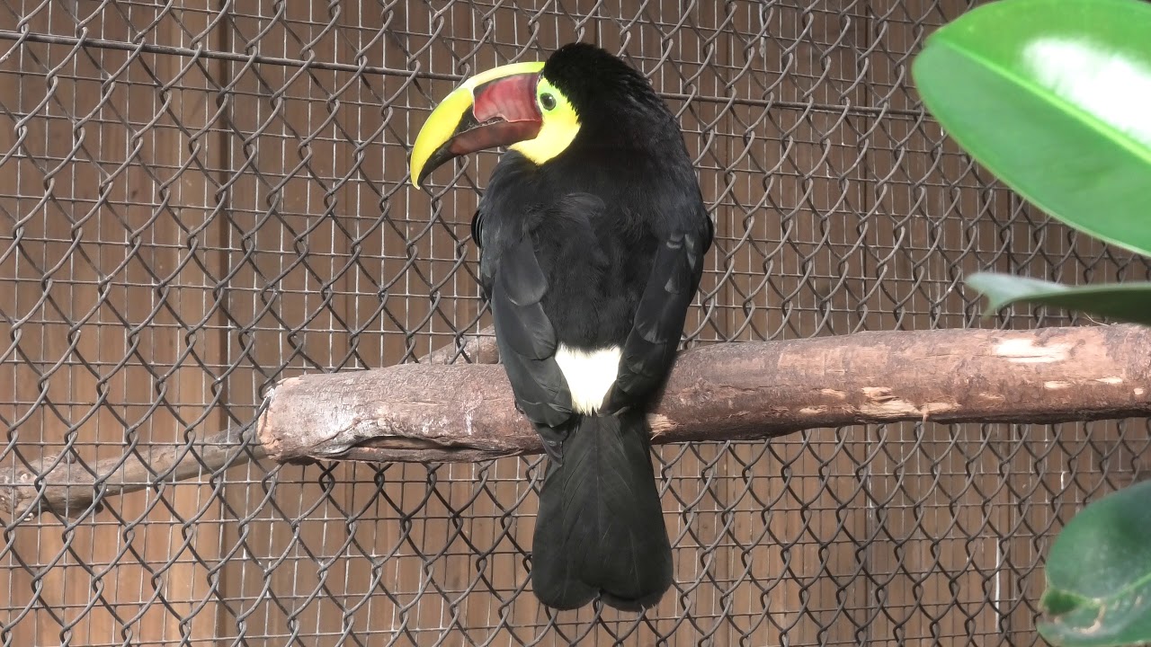 クリハシオオハシ