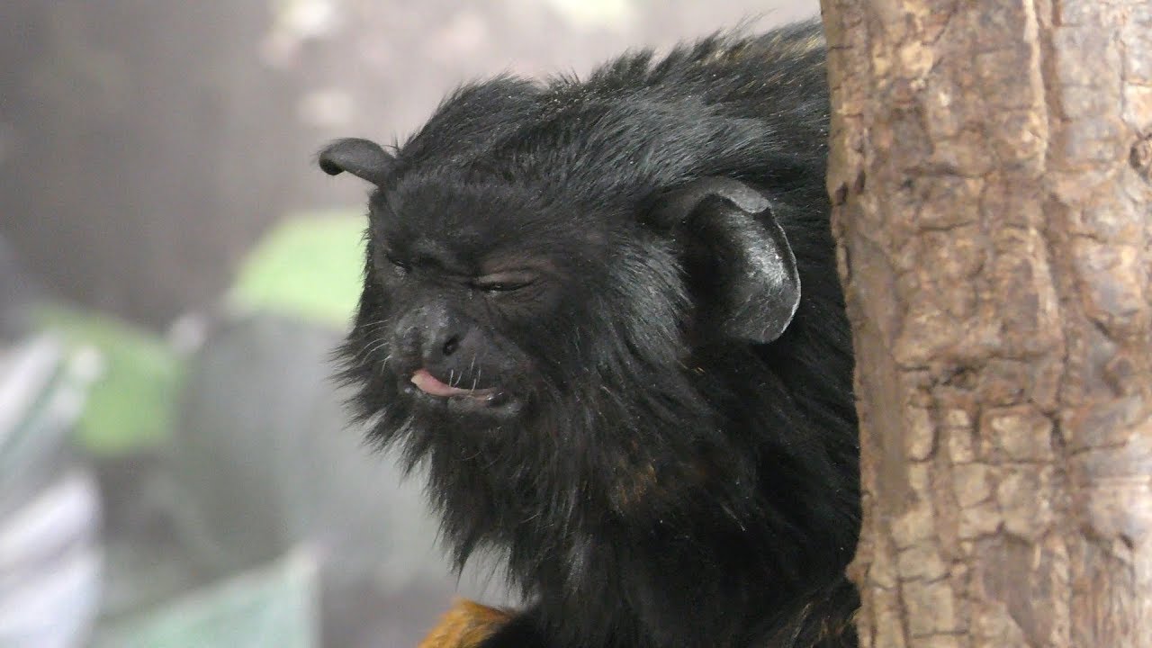 アカテタマリン