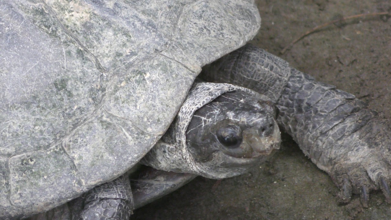 セイロンヤマガメ