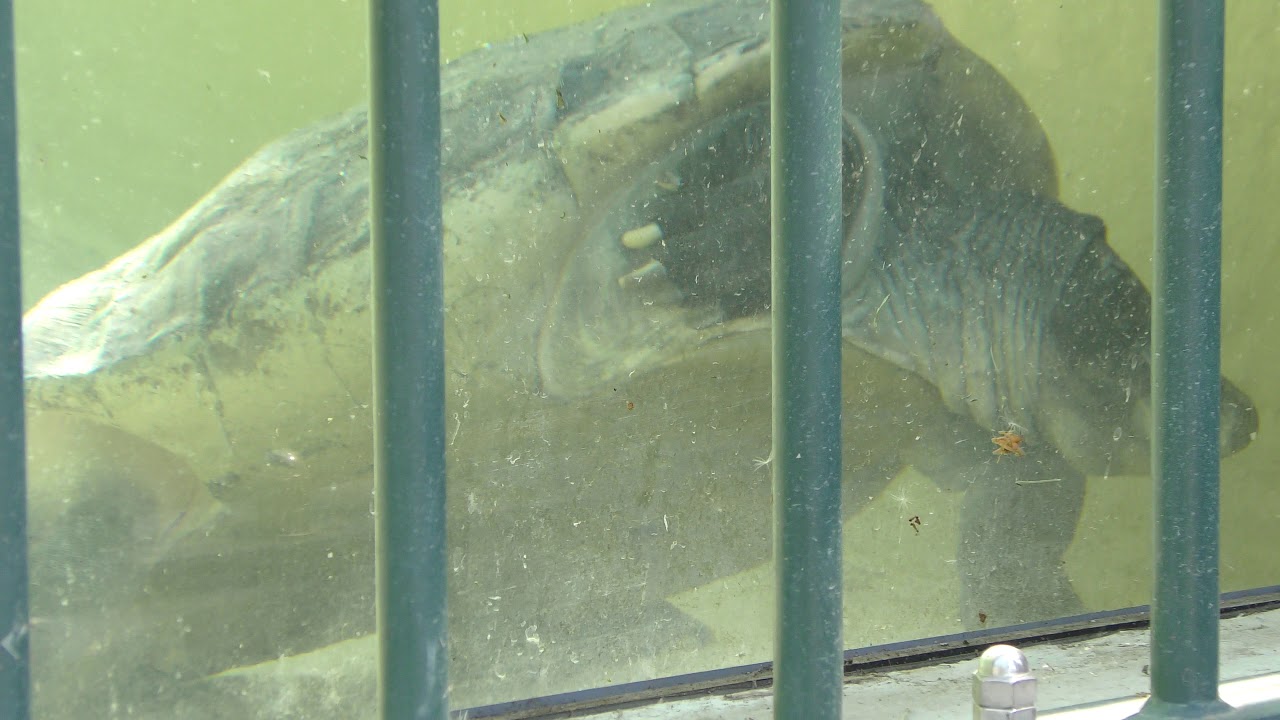 Malaysian giant terrapin