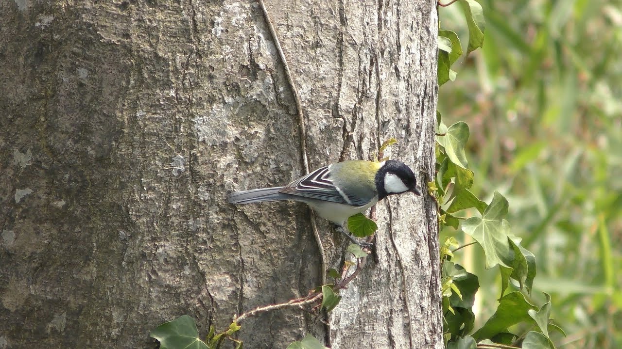 シジュウカラ