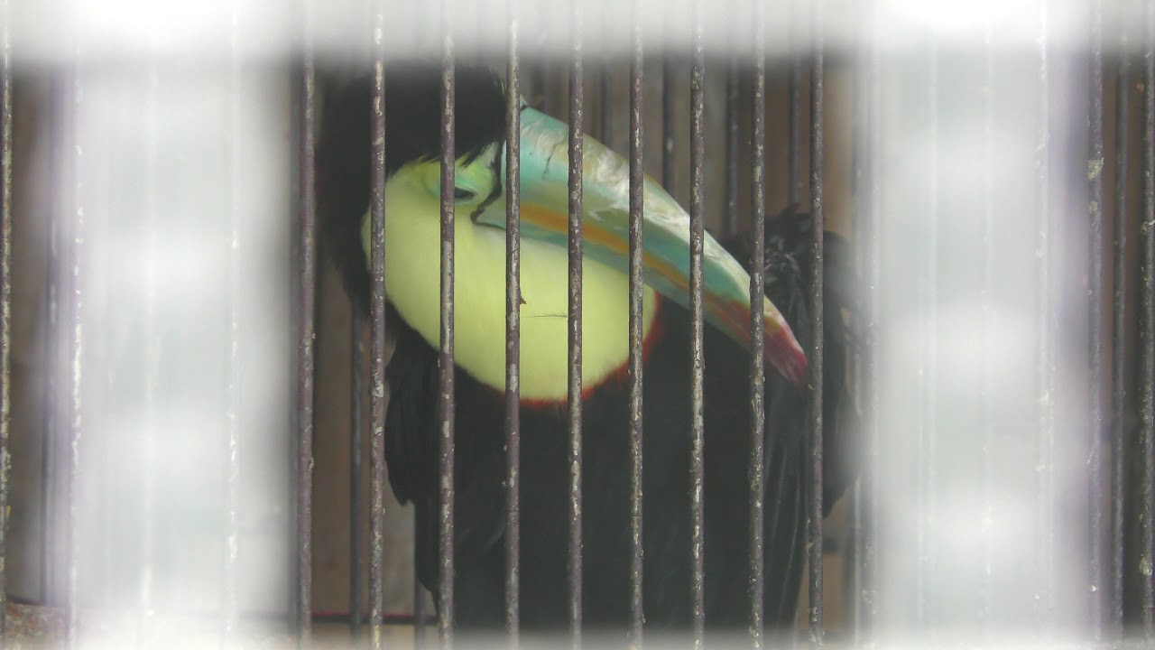 Keel-billed toucan