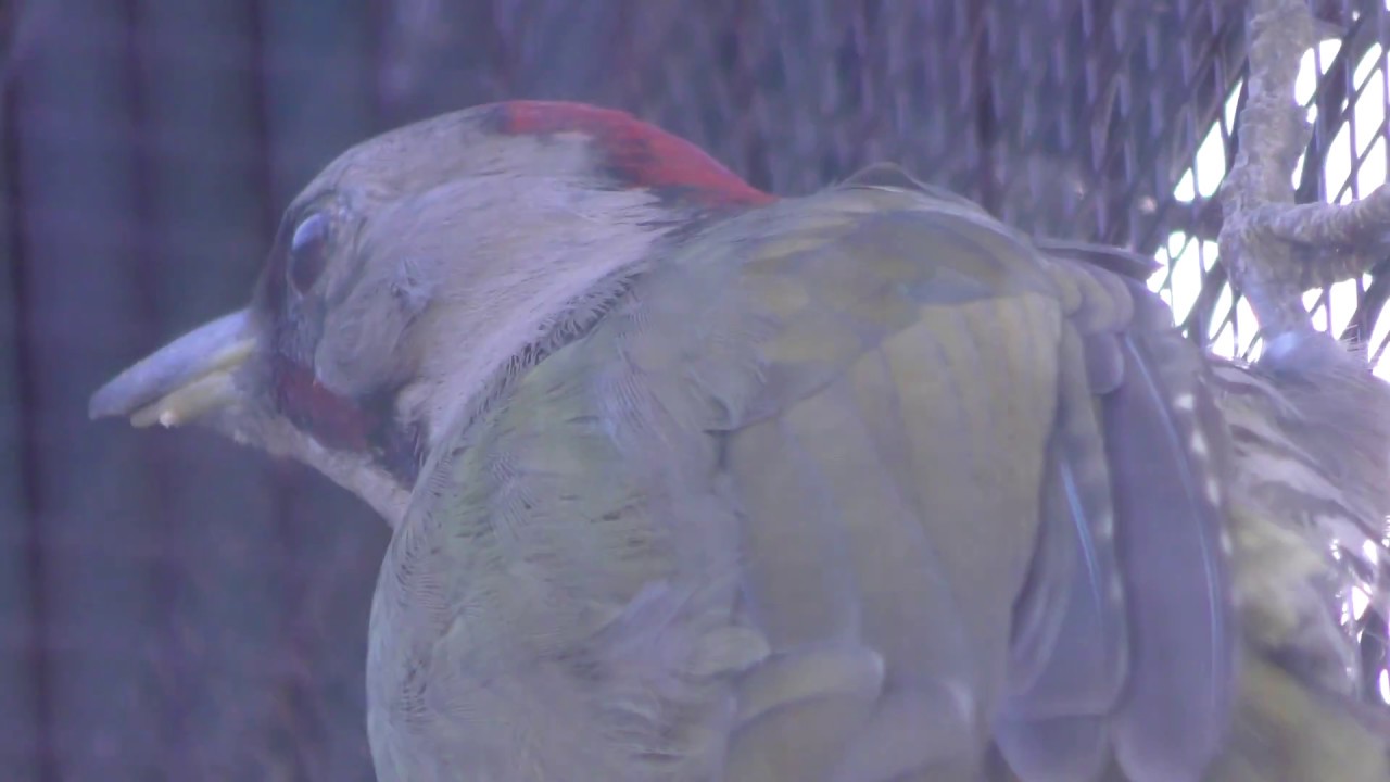 Japanese green woodpecker