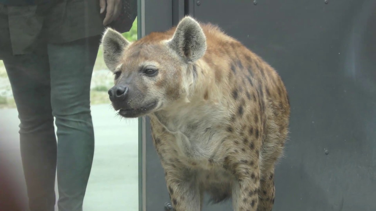 ブチハイエナ