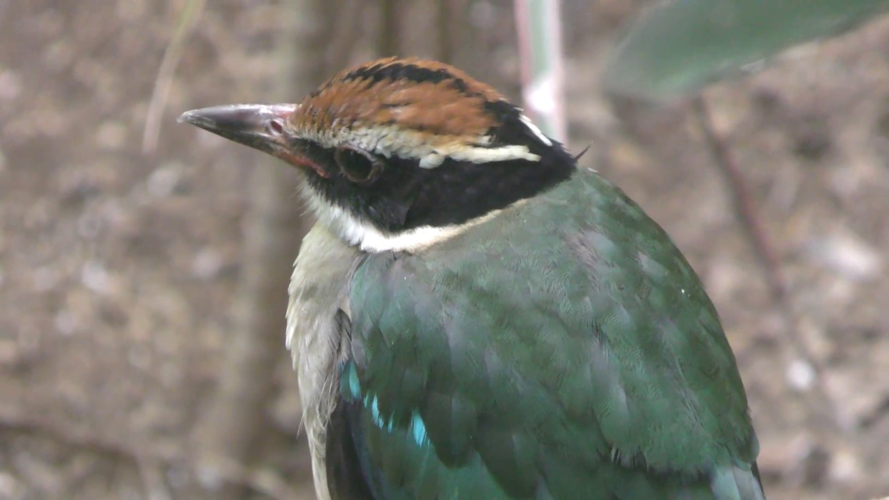 ヤイロチョウ