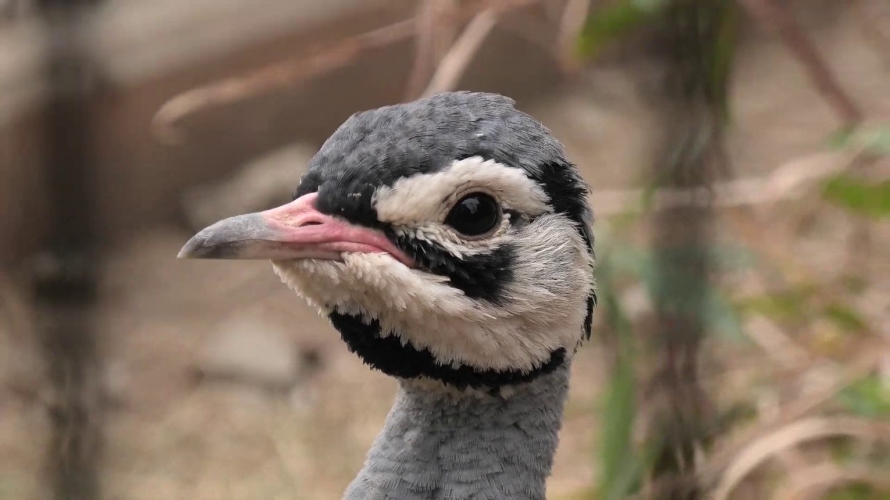 セネガルショウノガン