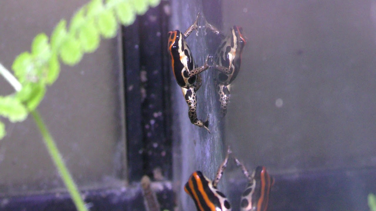 ウアカリヤドクガエル