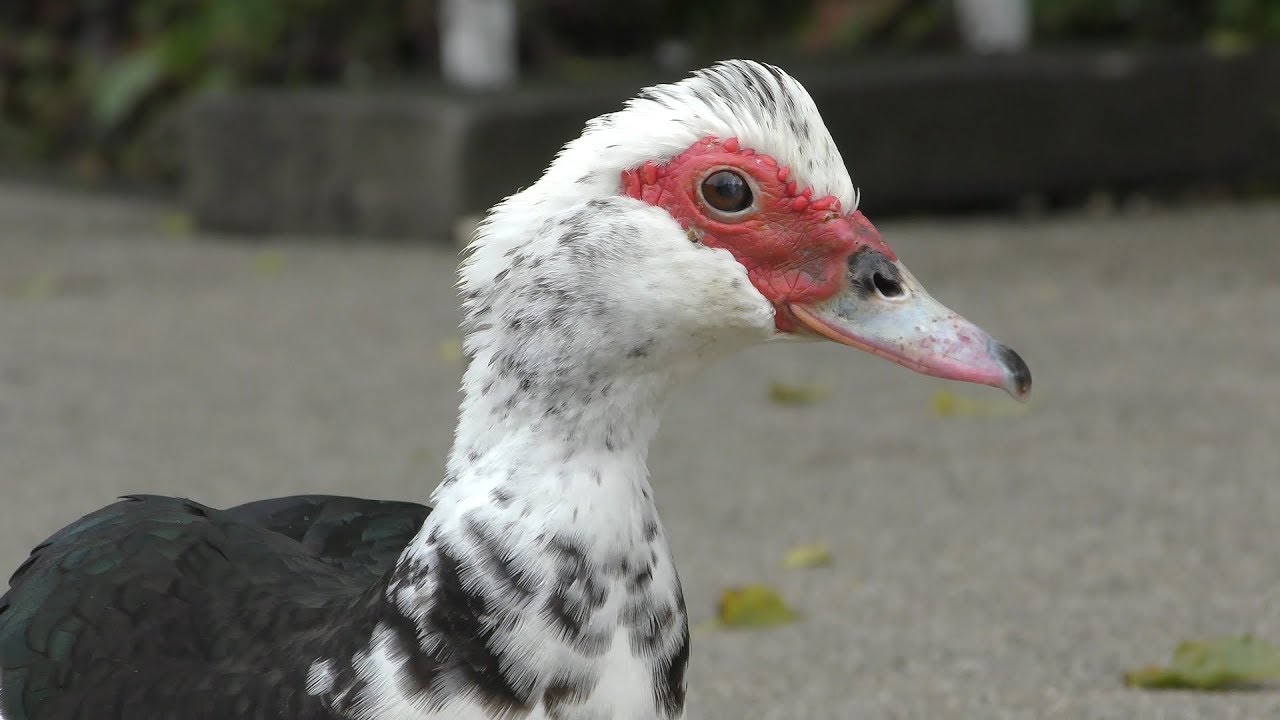 ノバリケン