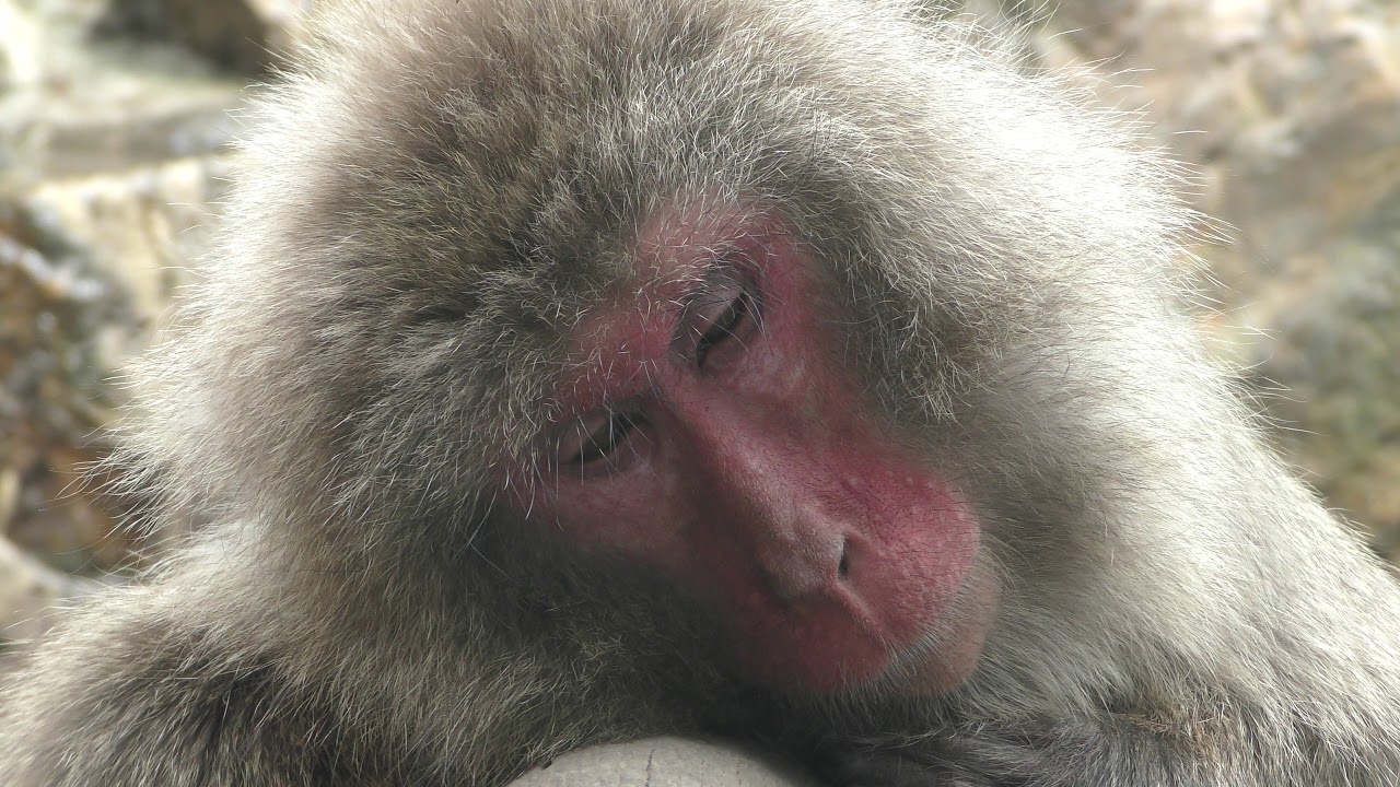 Yakushima macaque