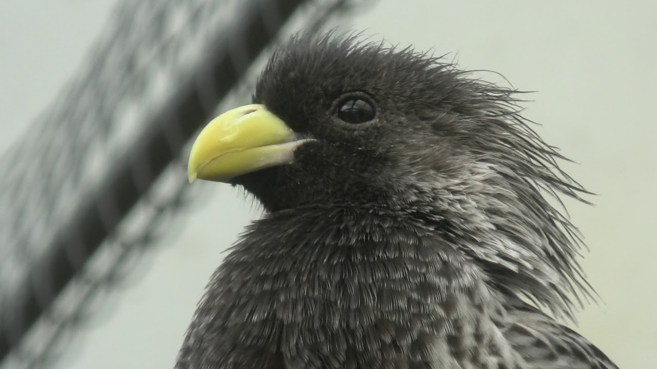 Western plantain-eater