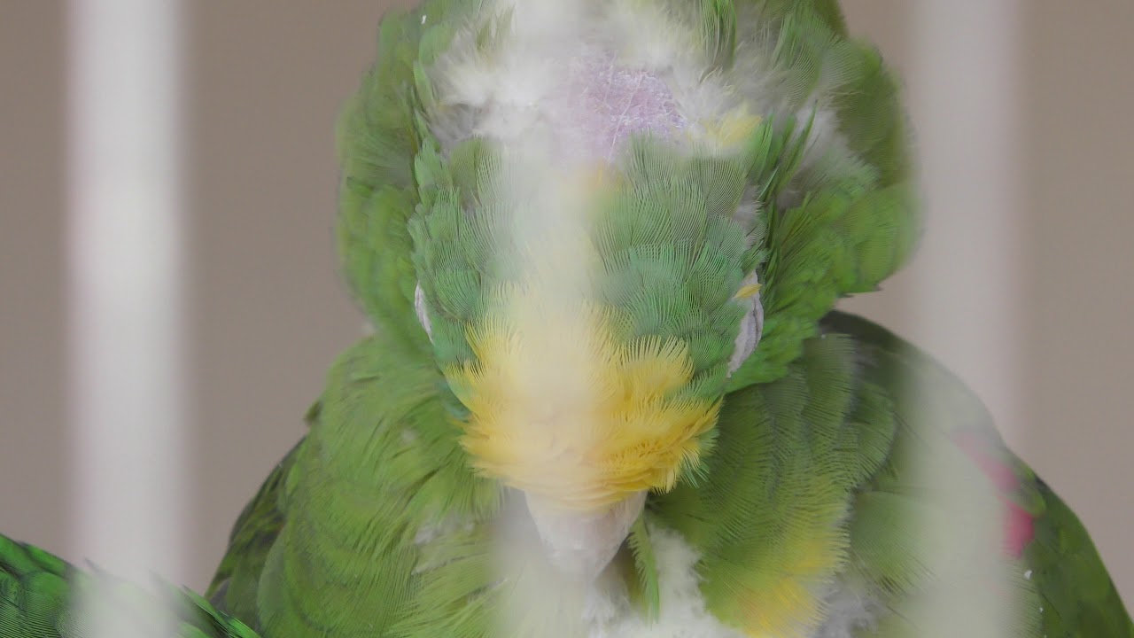 キビタイボウシインコ