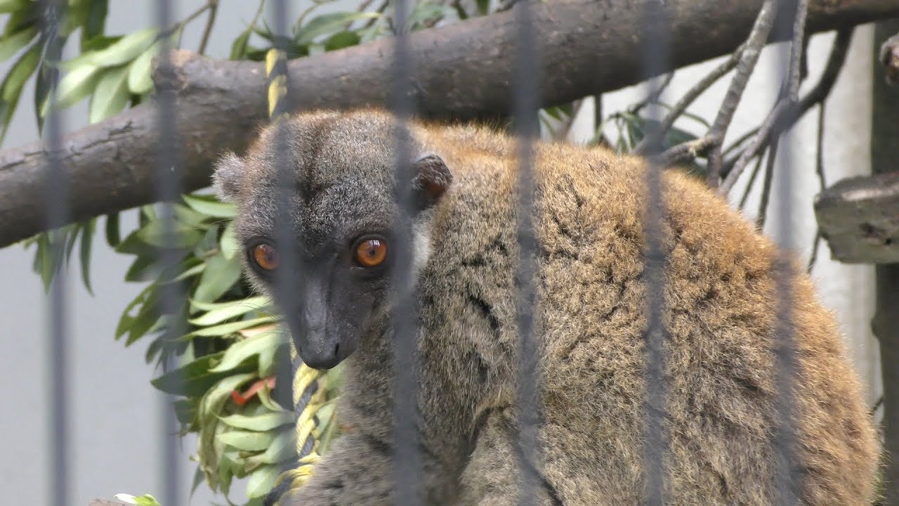 シロビタイキツネザル