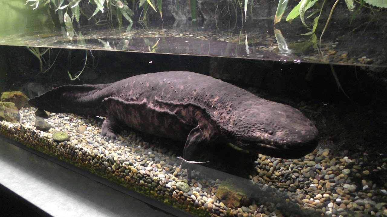 オオサンショウウオ