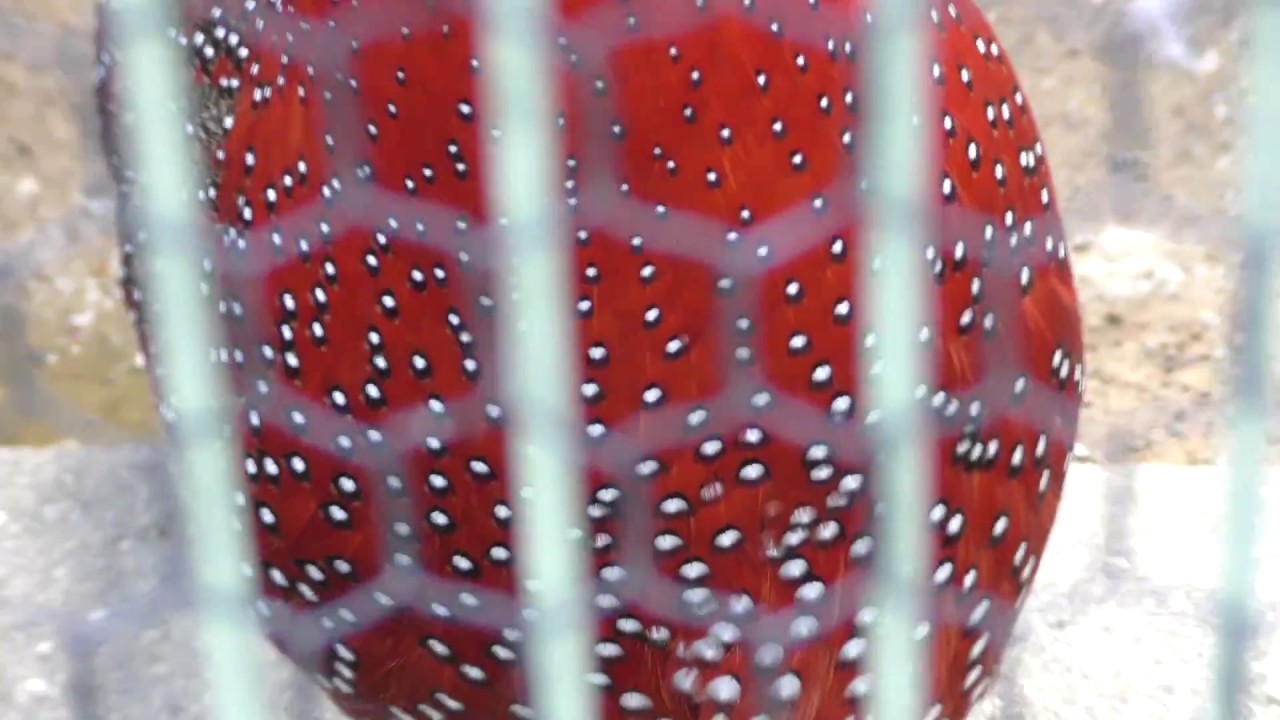 ジュケイ