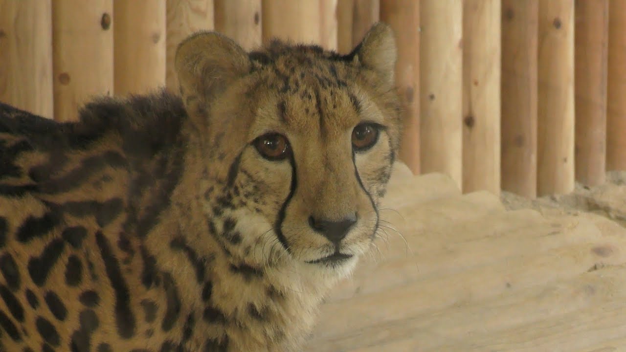 King cheetah