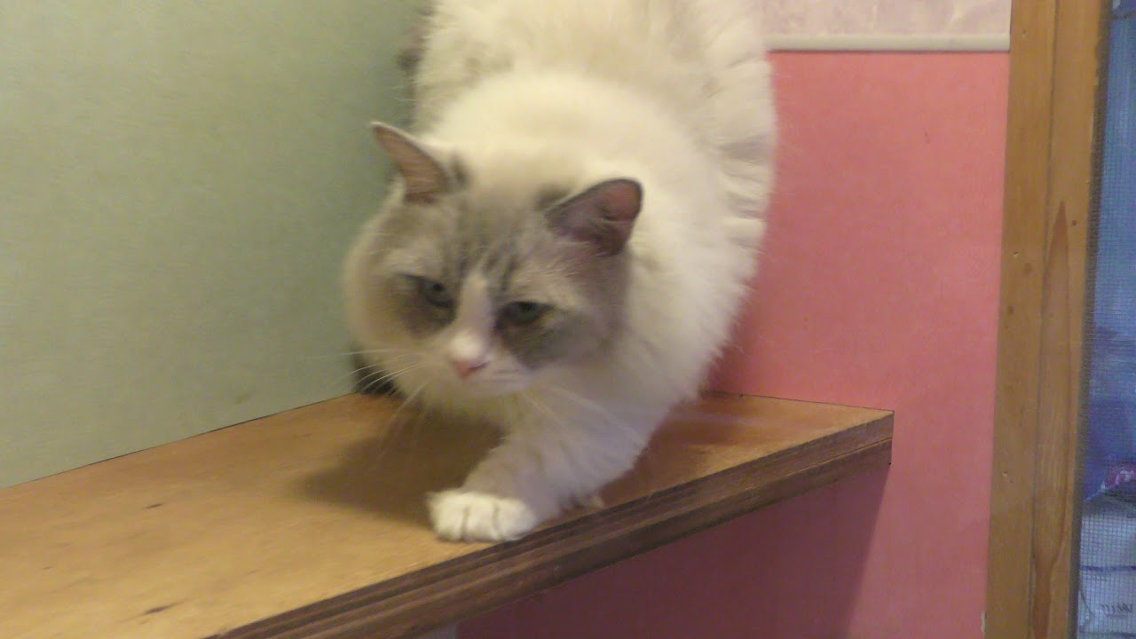 Munchkin