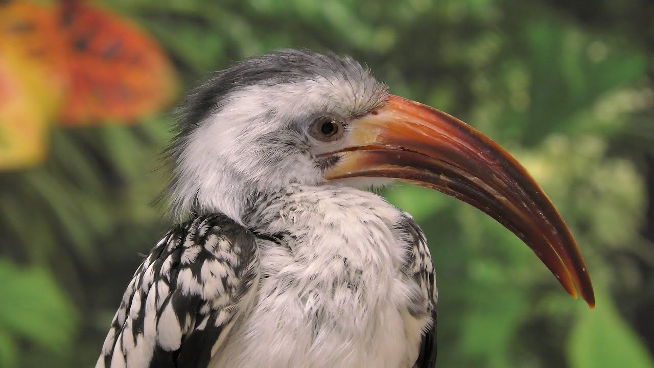 アカハシコサイチョウ