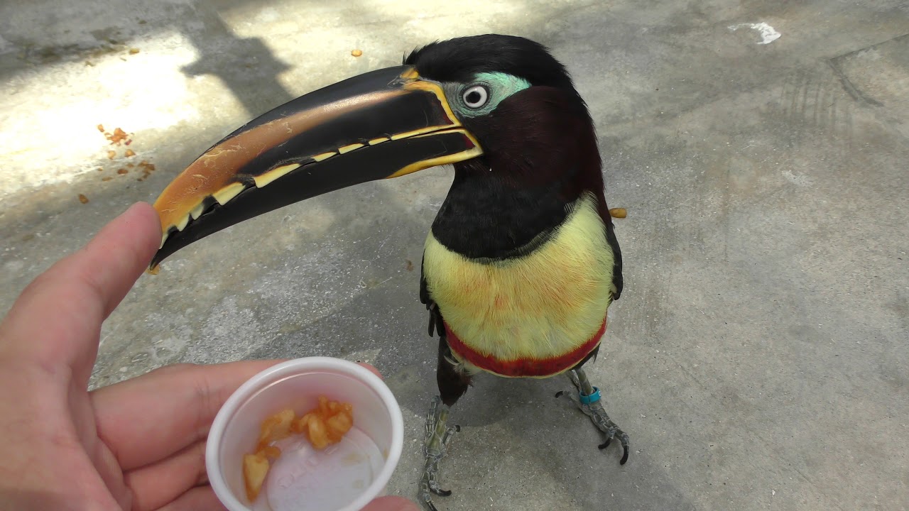 チャミミチュウハシ