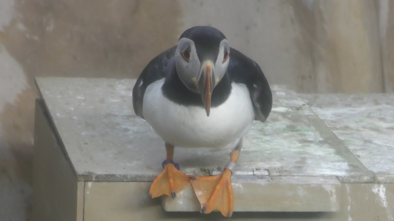 ニシツノメドリ