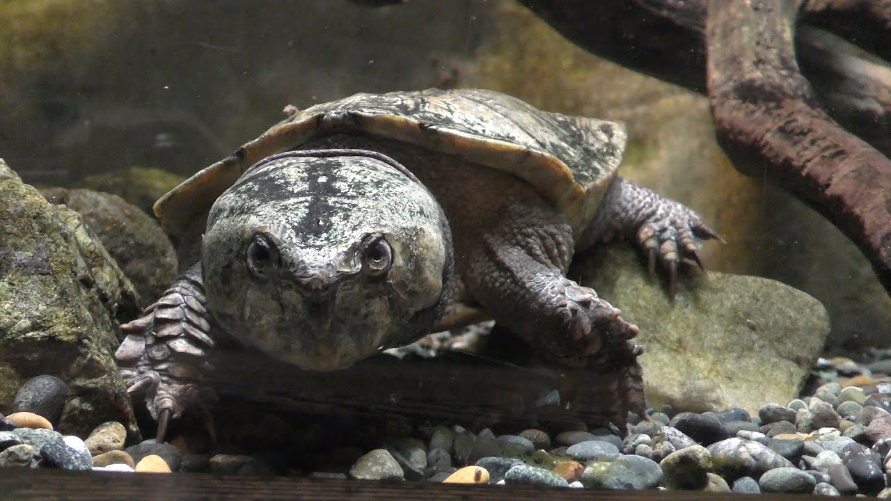 オオアタマガメ