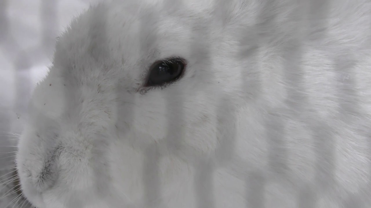 Mountain hare (ainu)