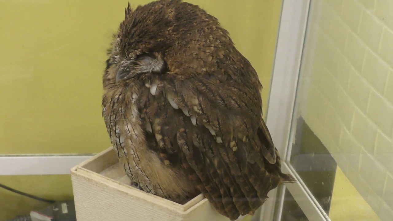 Tropical screech owl
