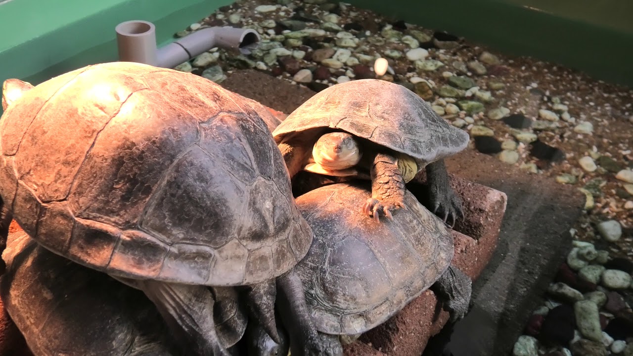 ミナミイシガメ