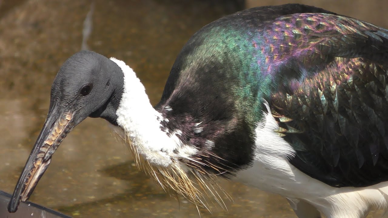ムギワラトキ
