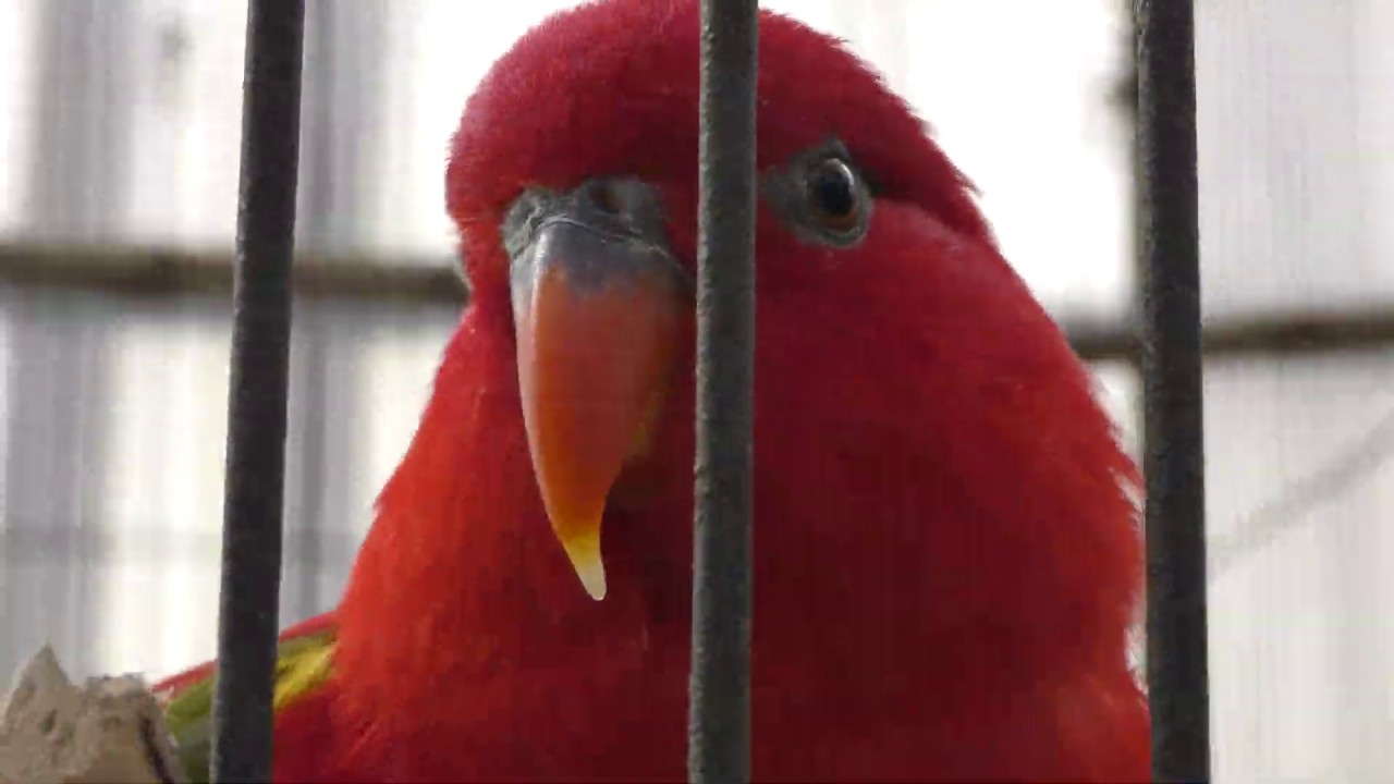 ショウジョウインコ