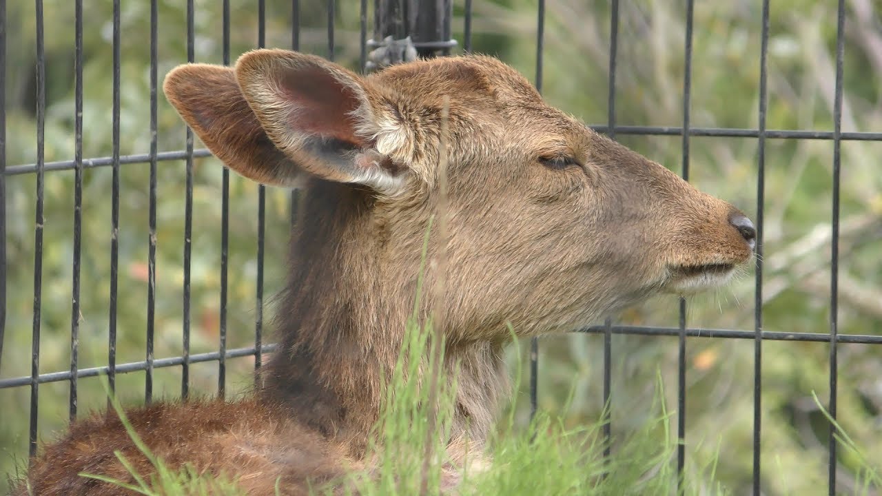 Formosan sika deer