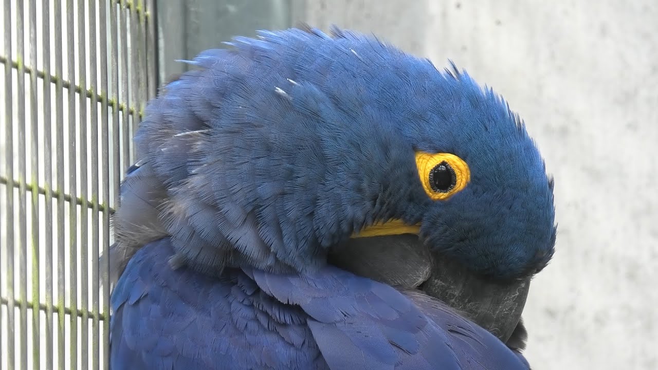 スミレコンゴウインコ