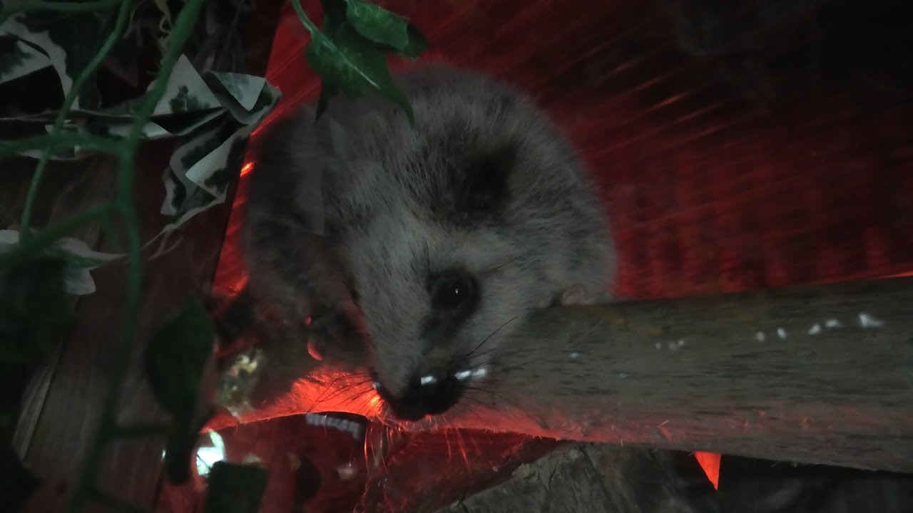 ウスイロホソオクモネズミ