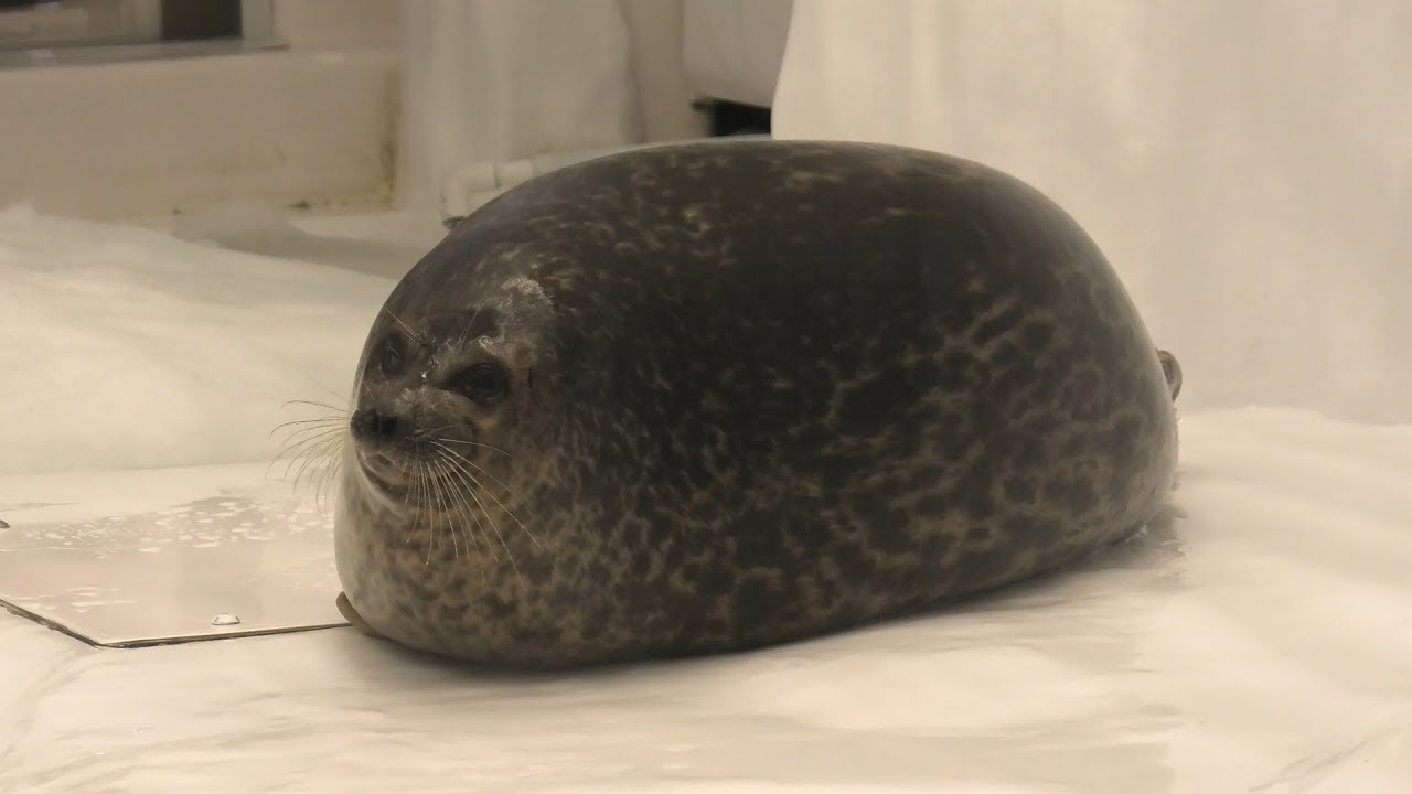 Ringed seal